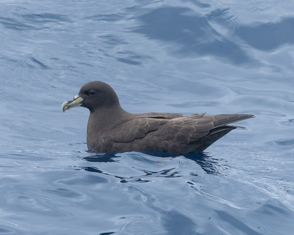 Pardela Gorjiblanca - ML646958588