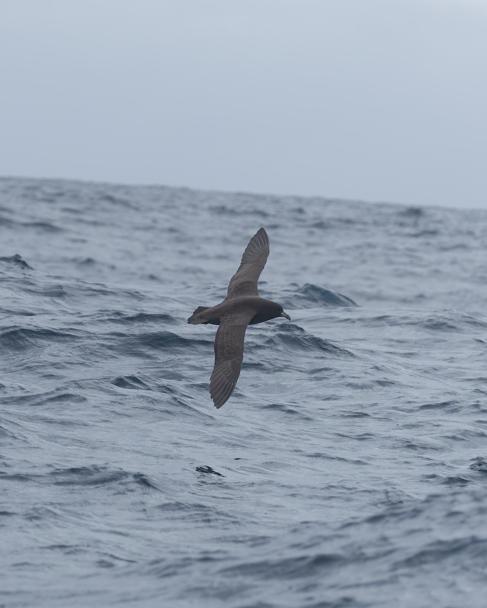 Pardela Gorjiblanca - ML646958589