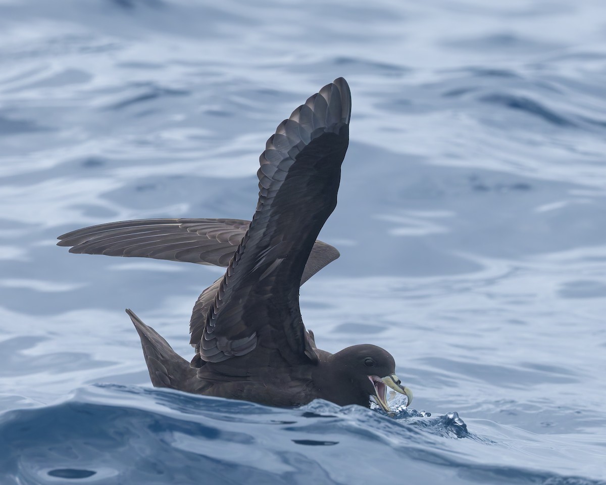 Pardela Gorjiblanca - ML646958590