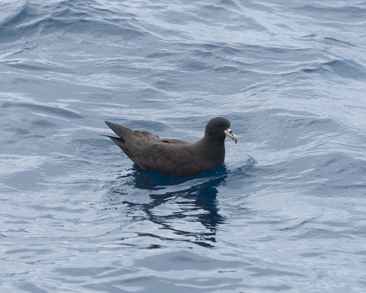 Pardela Gorjiblanca - ML646958591