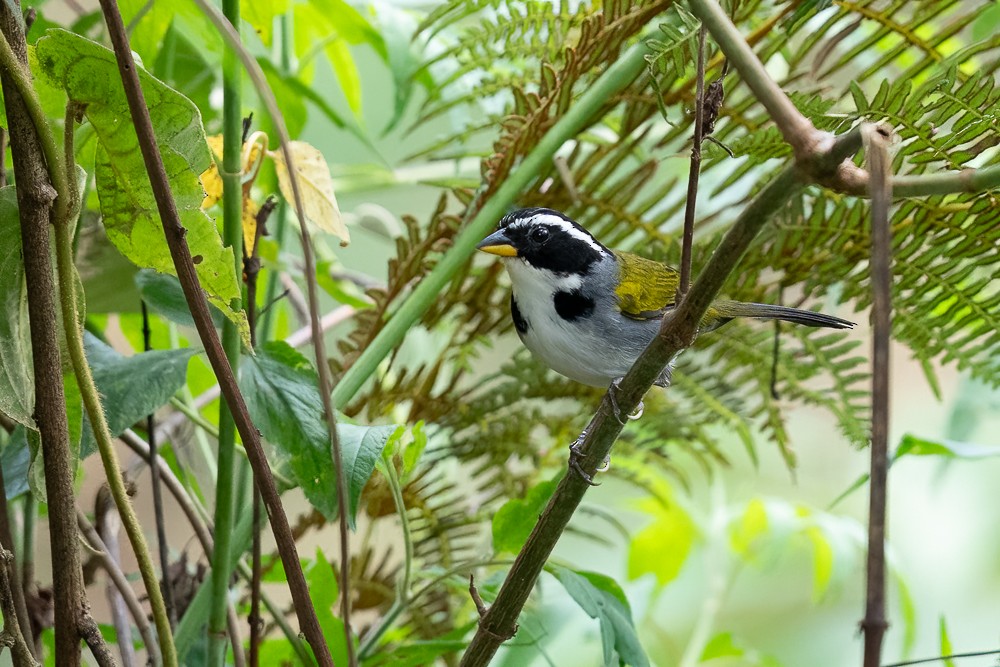 Half-collared Sparrow - ML646958592