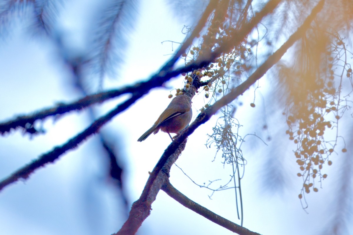 Fulveta de Ludlow - ML646958596