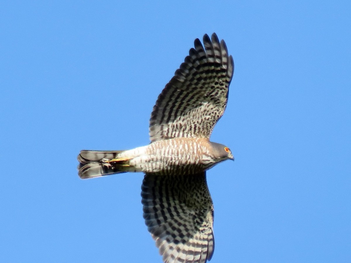 Crested Goshawk/Besra - ML646958600