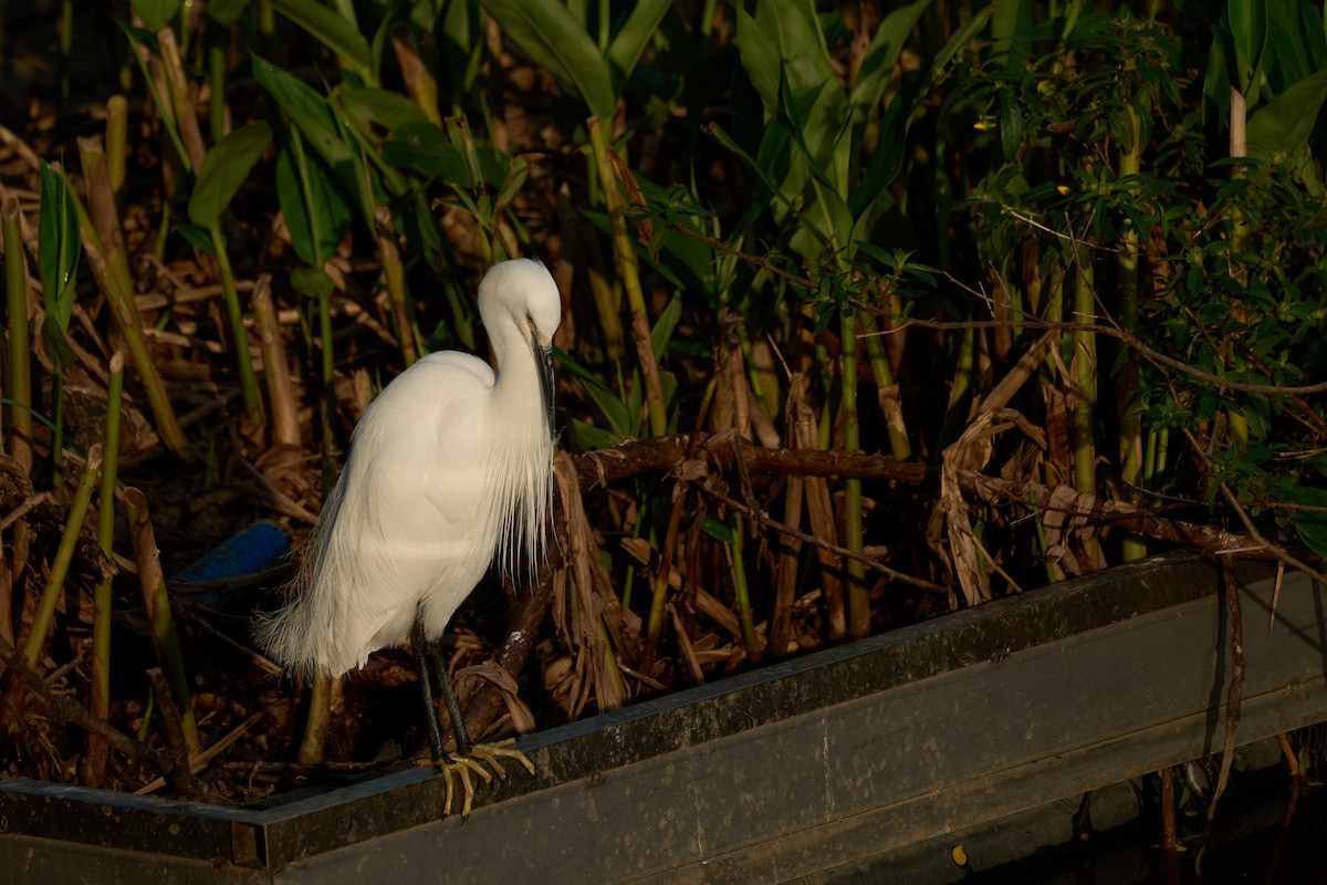 Seidenreiher - ML646958601