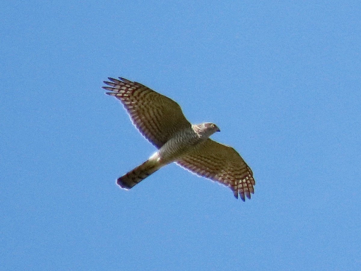 Gabirai arrunta - ML646958602