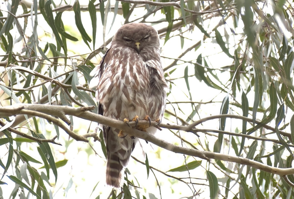 Сова-голконіг плямиста - ML646958604