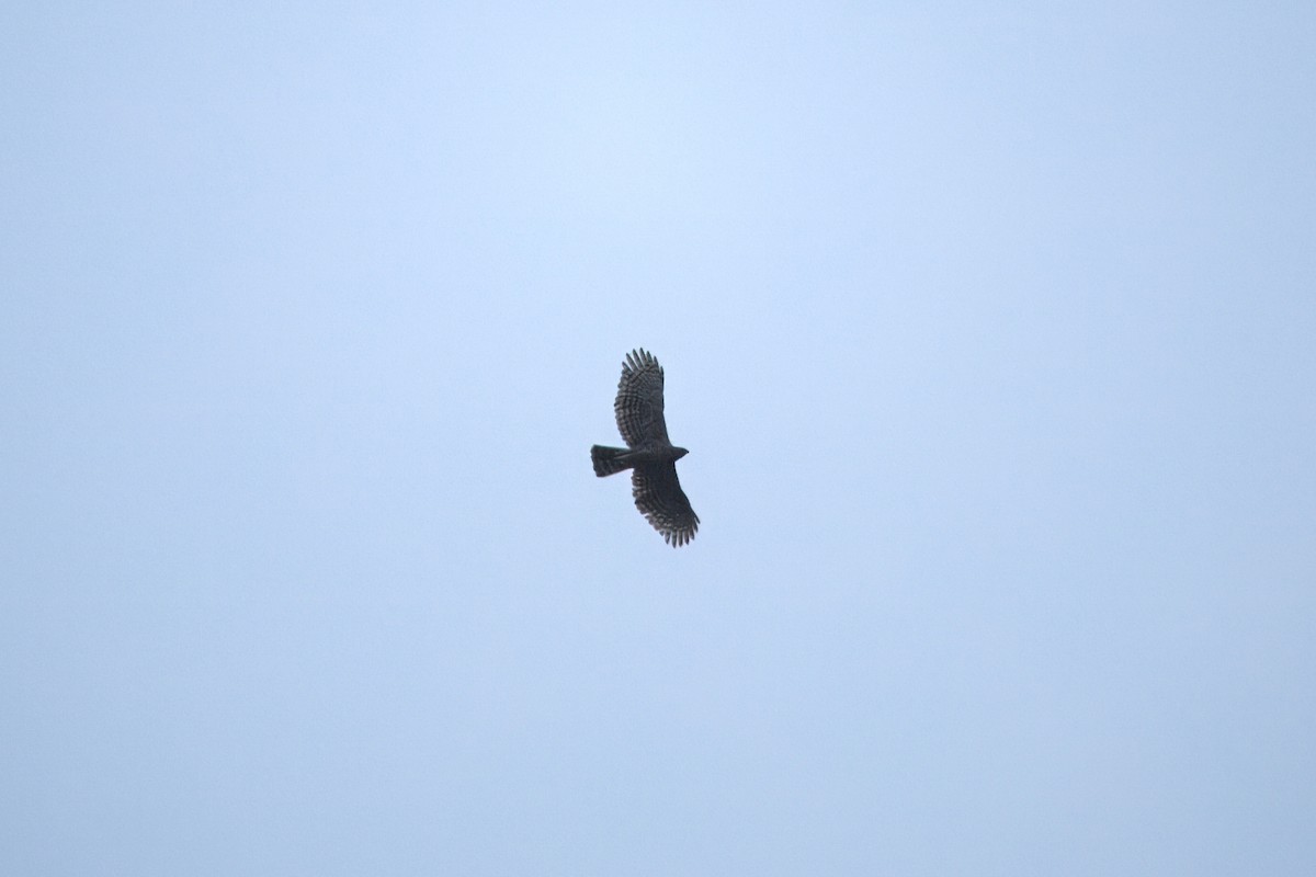 Águila Montañesa (nipalensis) - ML646958606