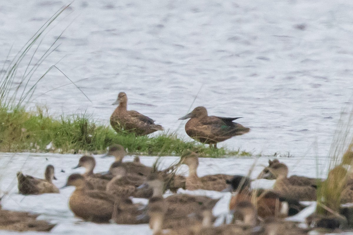 ミカヅキハシビロガモ - ML646958607