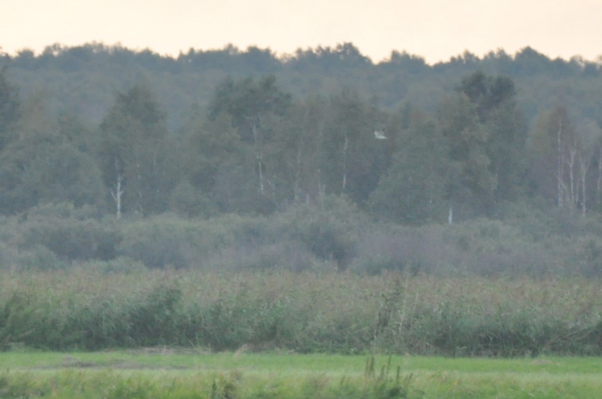 Pallid Harrier - ML646958608