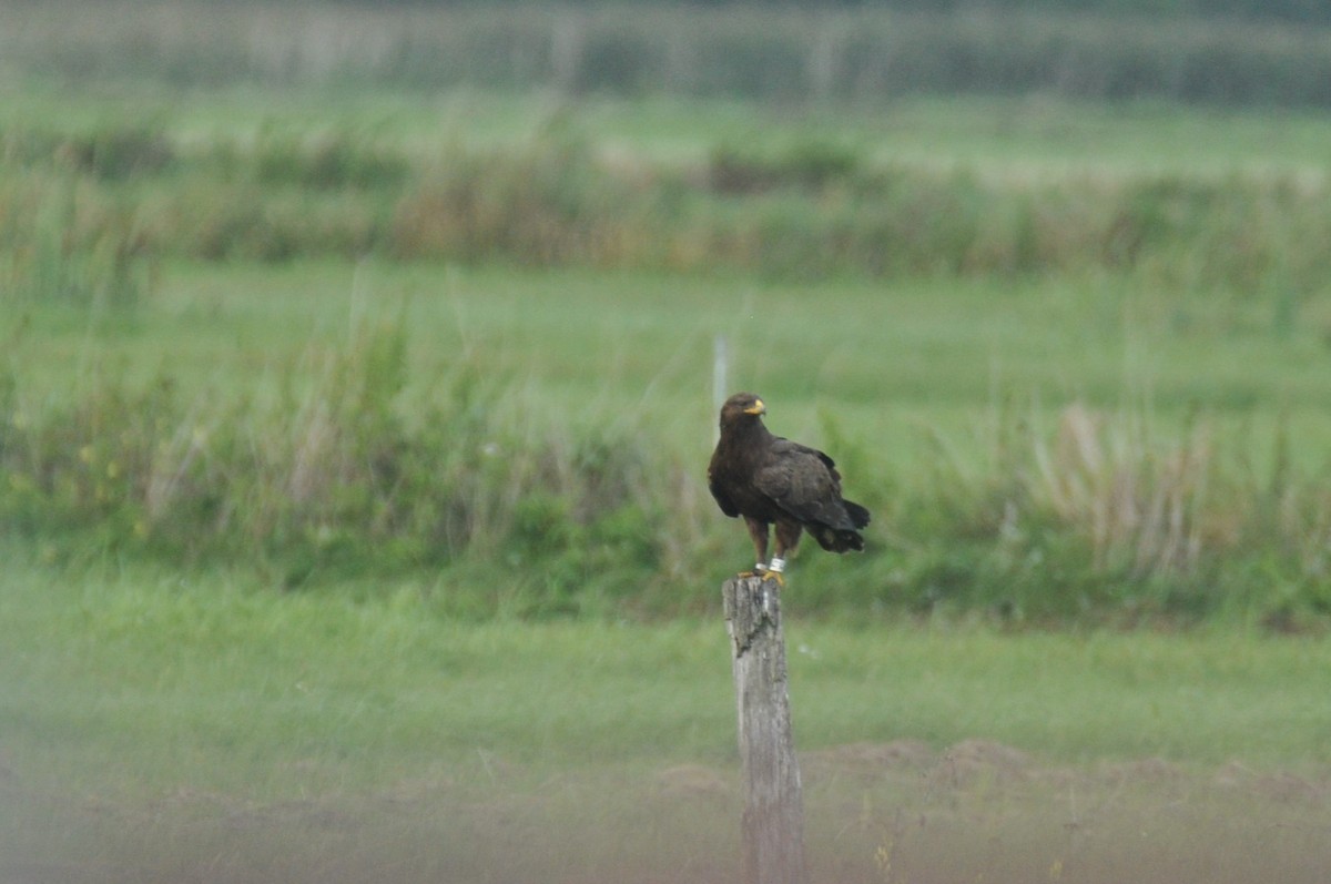 Lesser x Greater Spotted Eagle (hybrid) - ML646958611