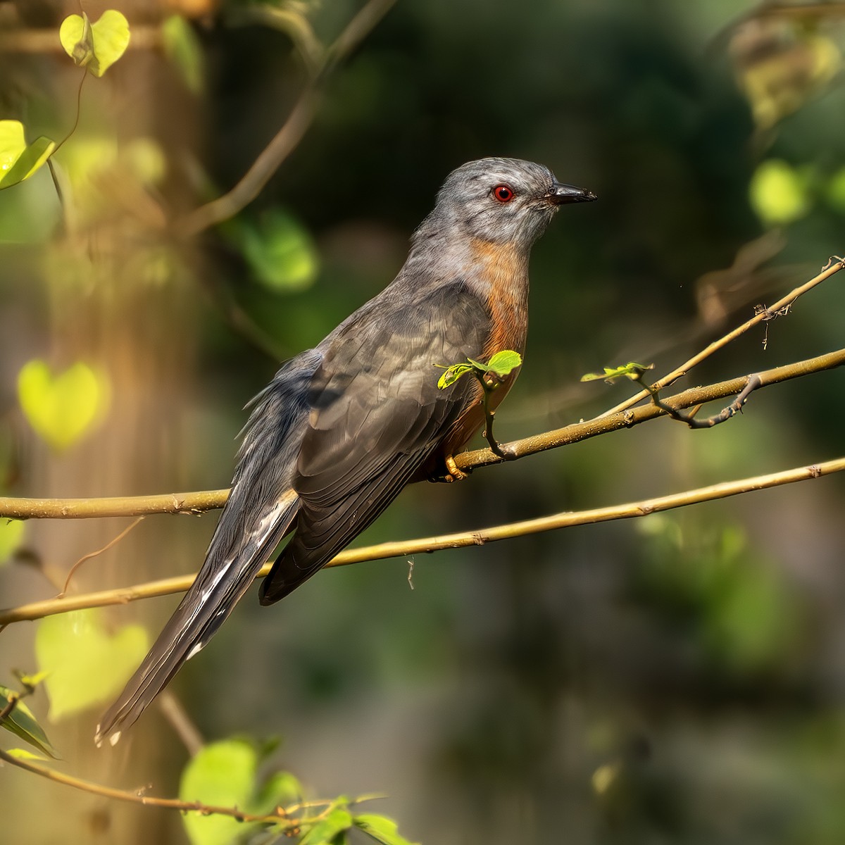Plaintive Cuckoo - ML646958612