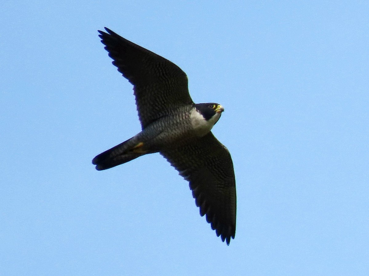 Belatz handia - ML646958614