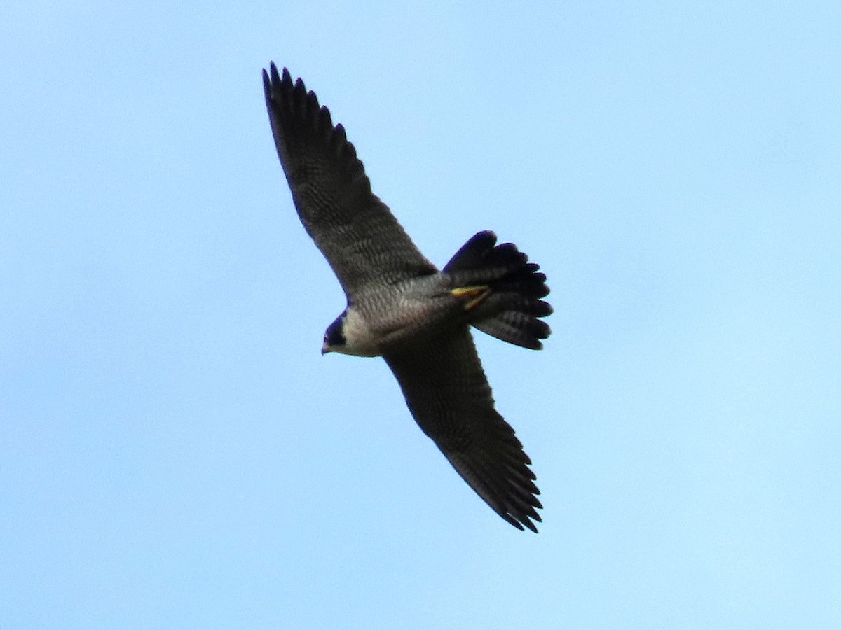 Belatz handia - ML646958616