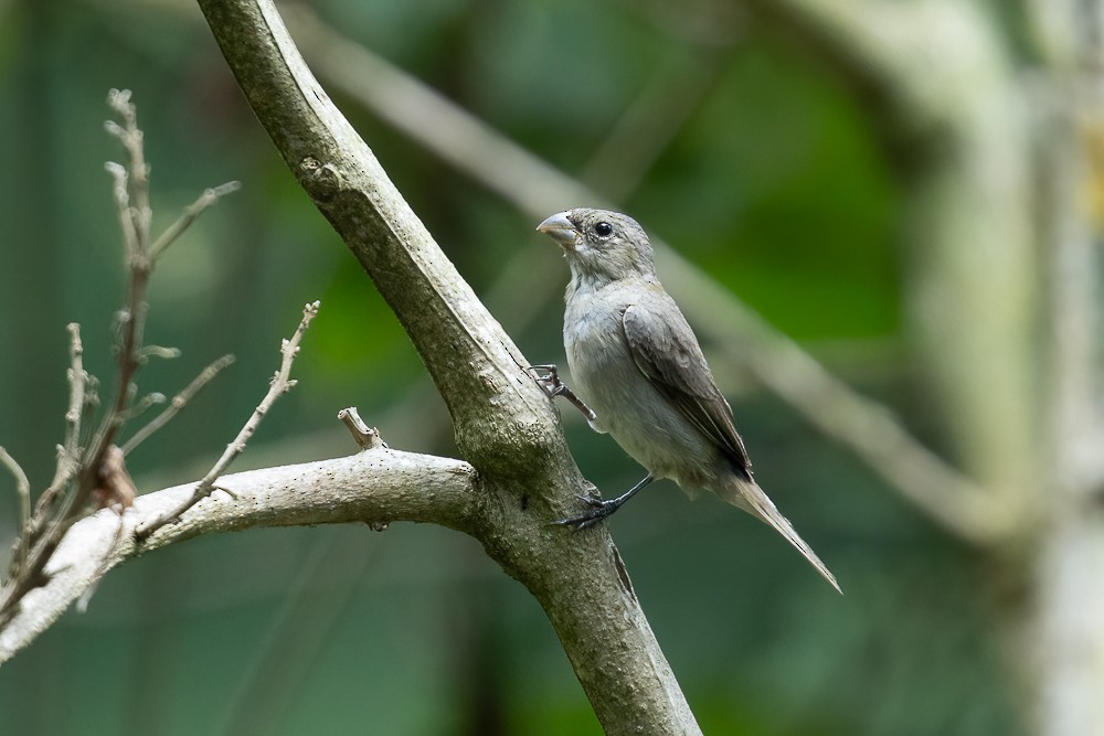 Double-collared Seedeater - ML646958621