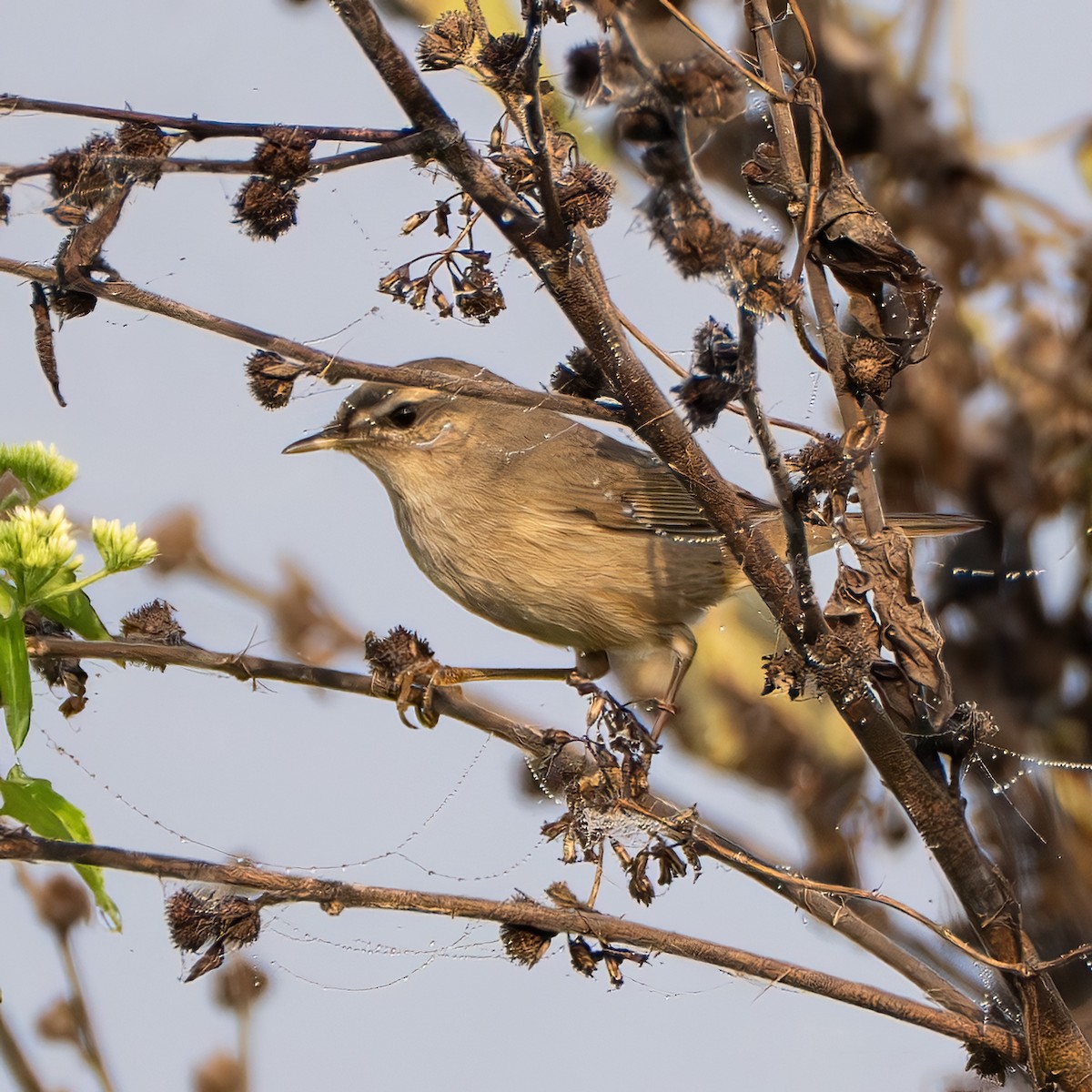 Esmer Çıvgın - ML646958625