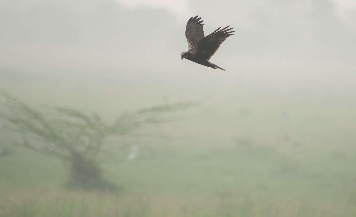 Намгийн хулд - ML646958628