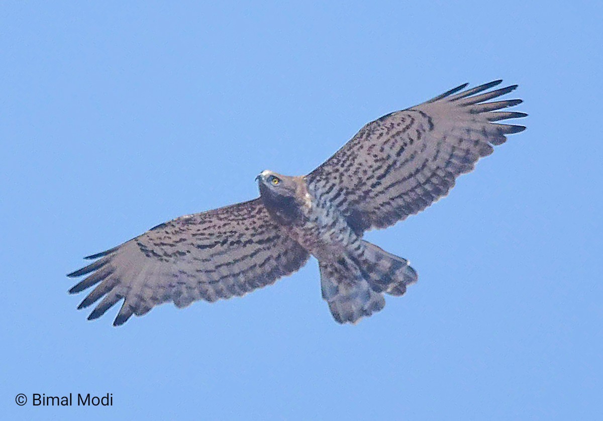 Yılan Kartalı - ML646958629