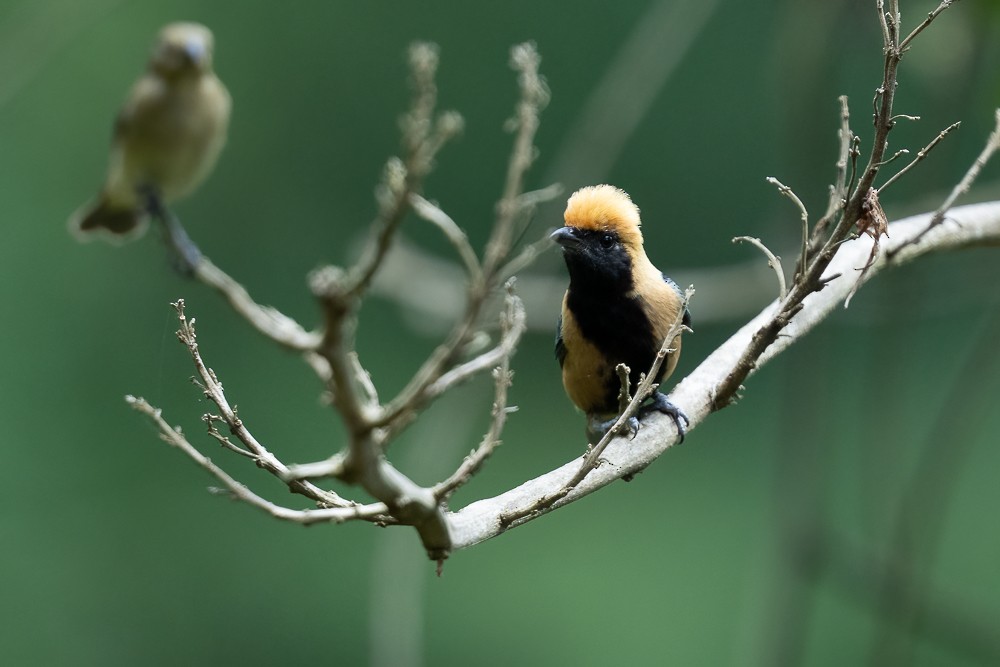 Burnished-buff Tanager - ML646958632