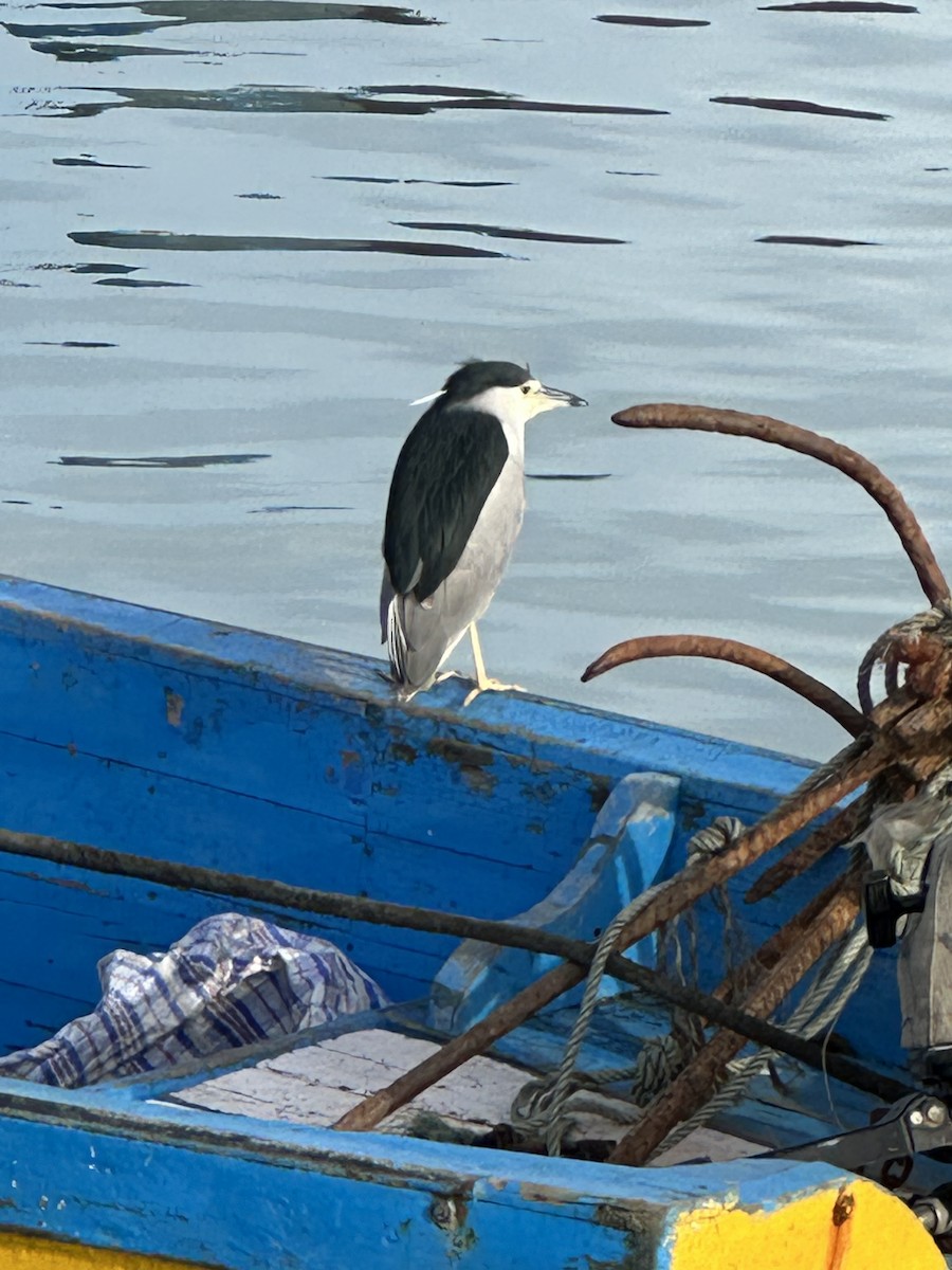 Black-crowned Night Heron - ML646958635