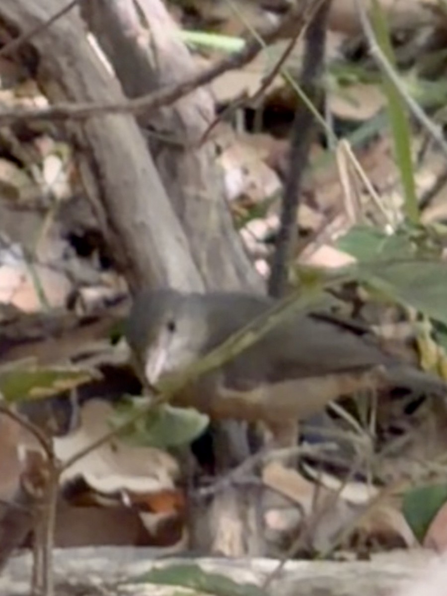Little Shrikethrush (Rufous) - ML646958636