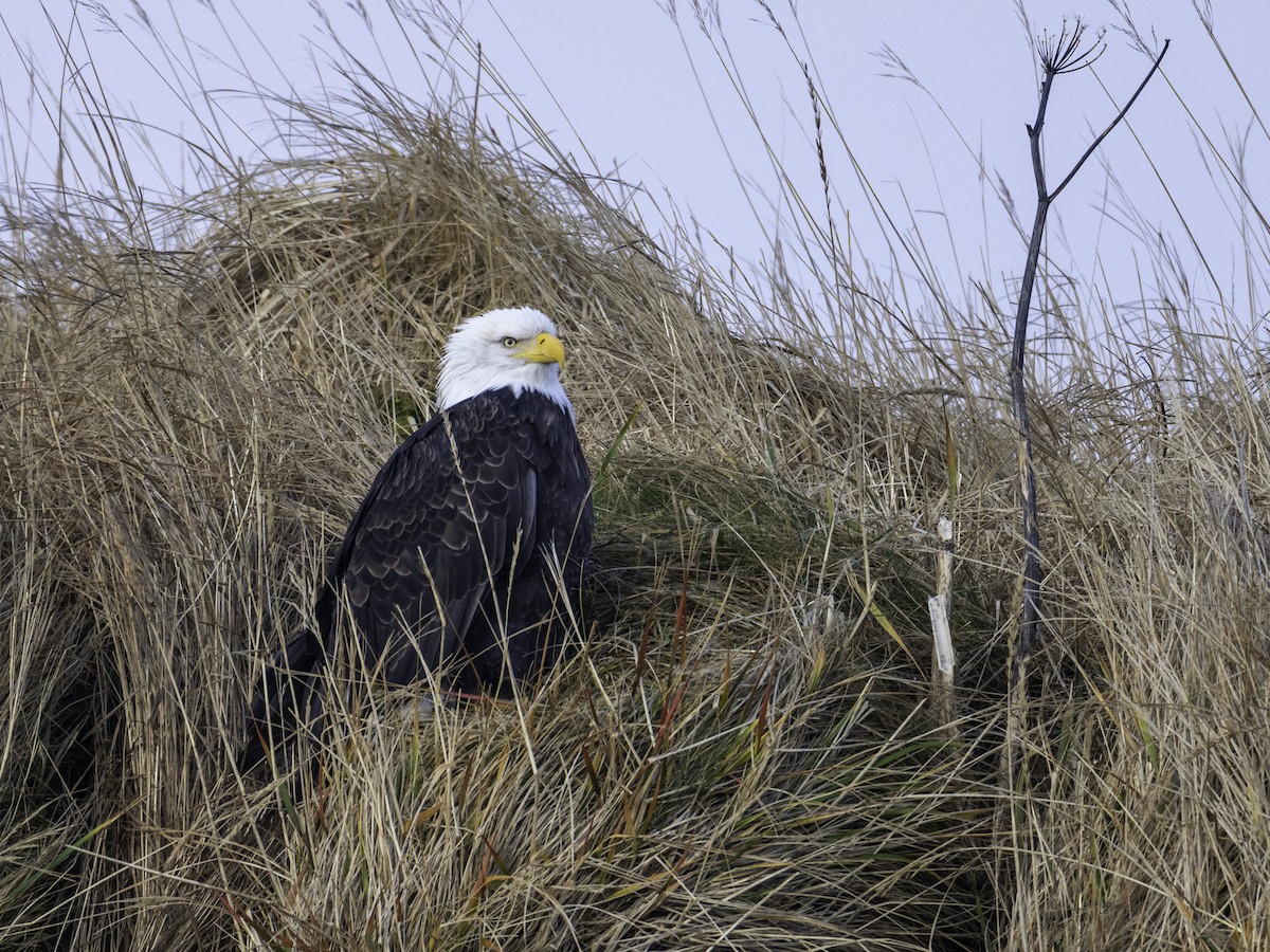 Орлан білоголовий - ML646958637