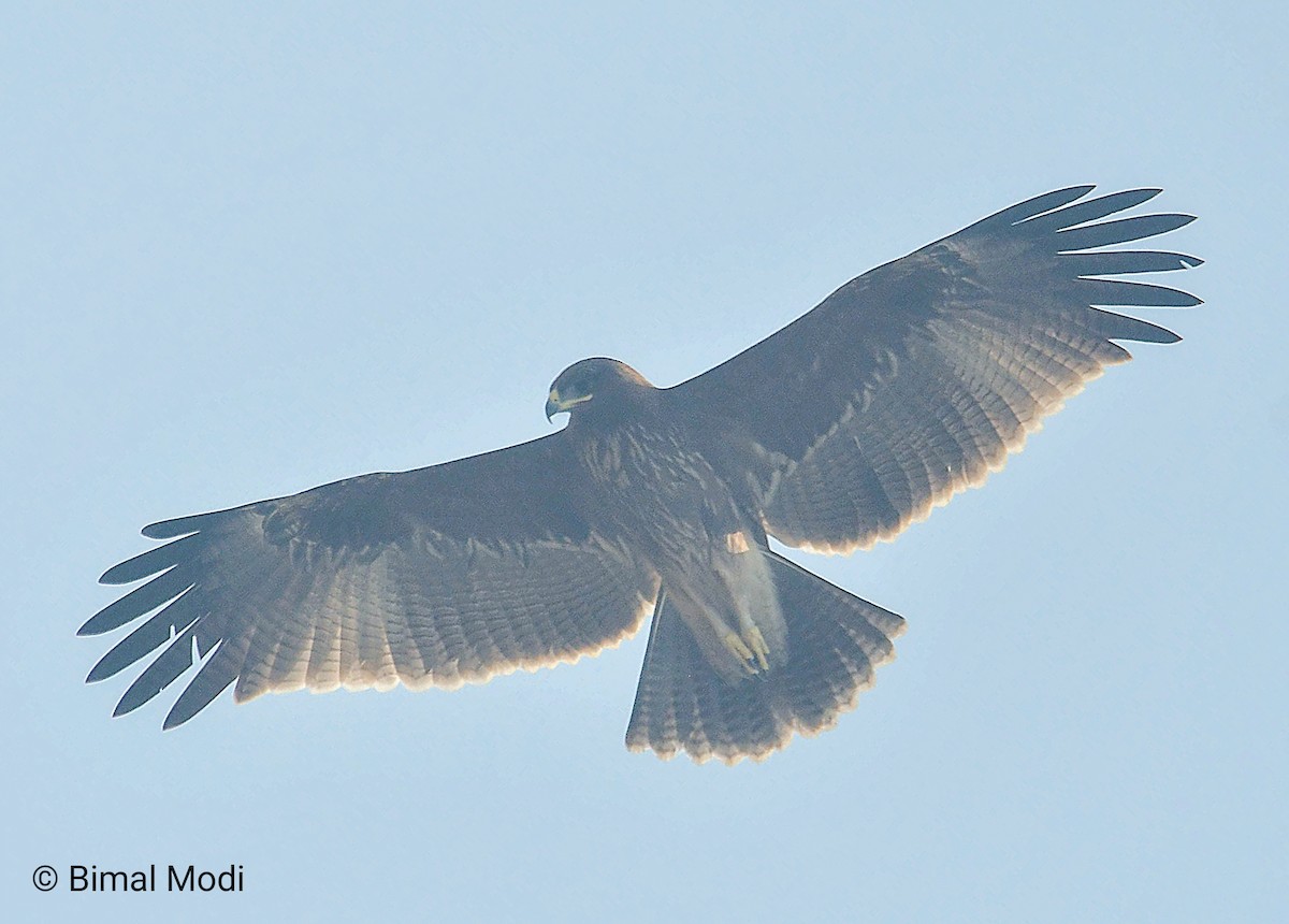 Hint Orman Kartalı - ML646958638