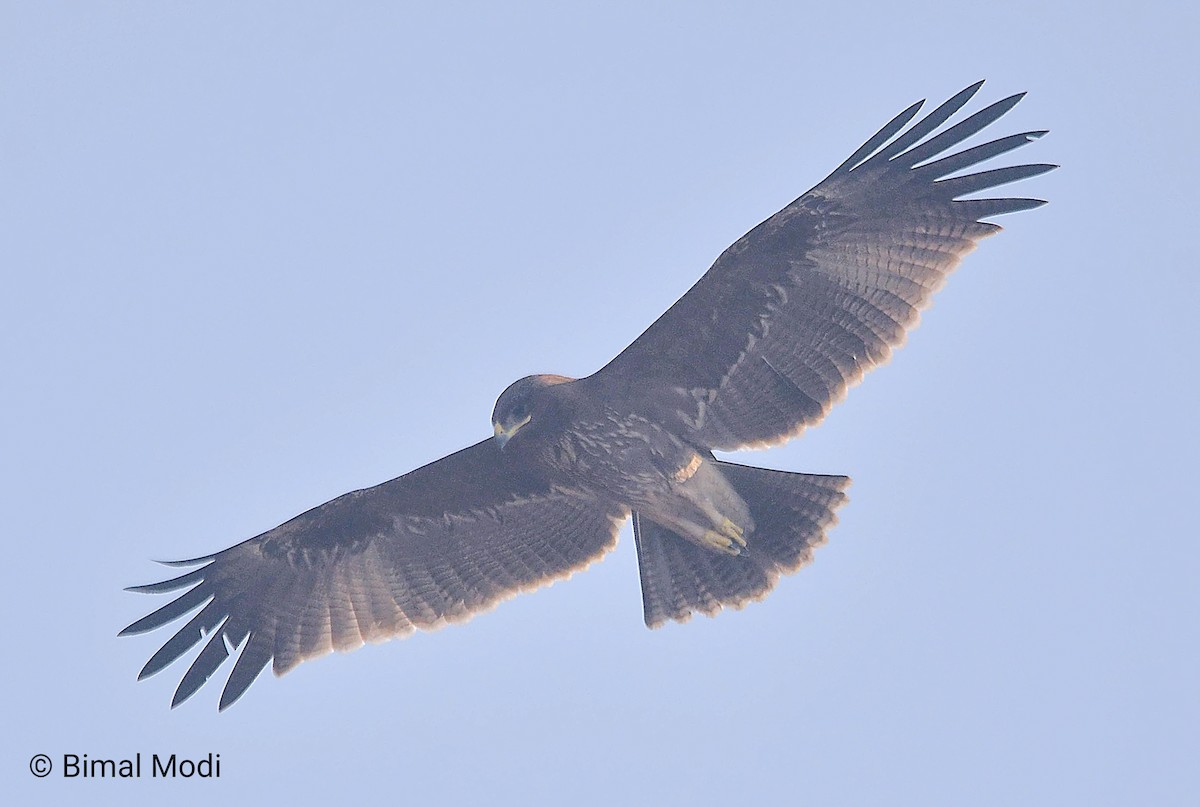 Hint Orman Kartalı - ML646958639