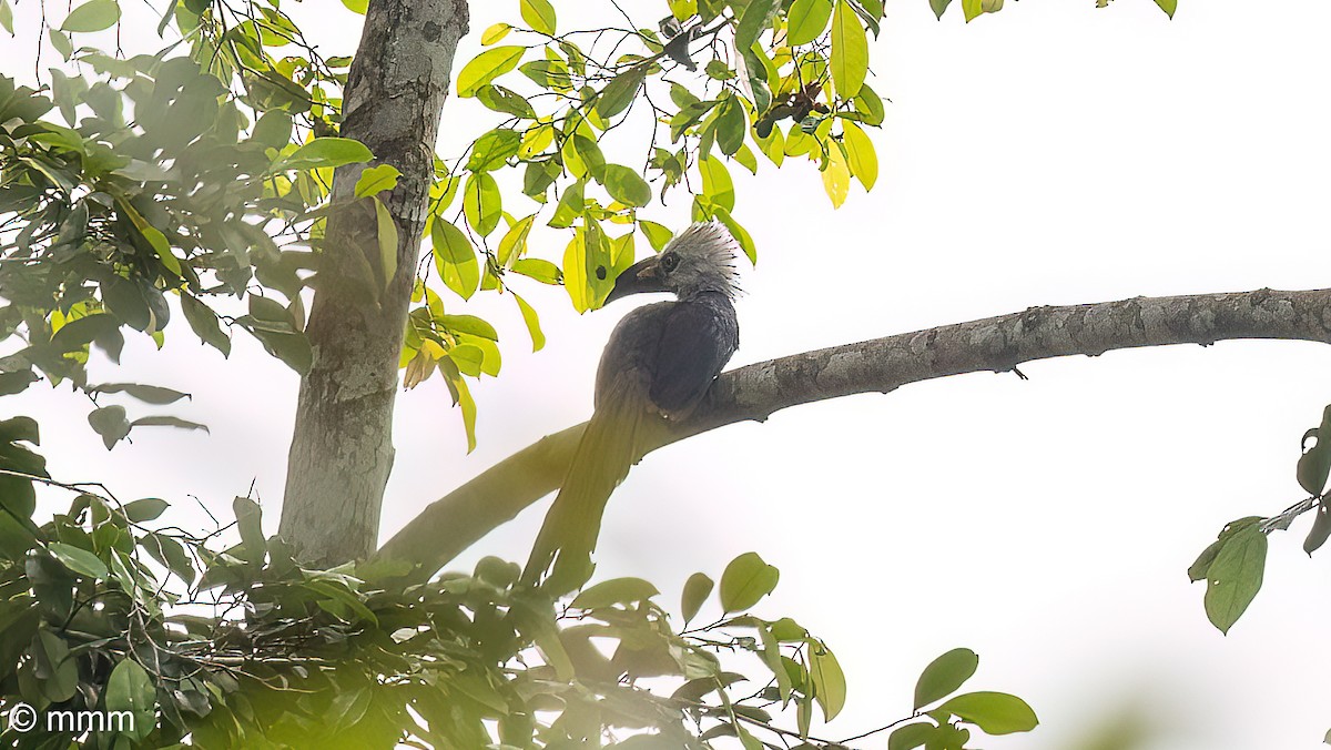 Western Long-tailed Hornbill - ML646958641