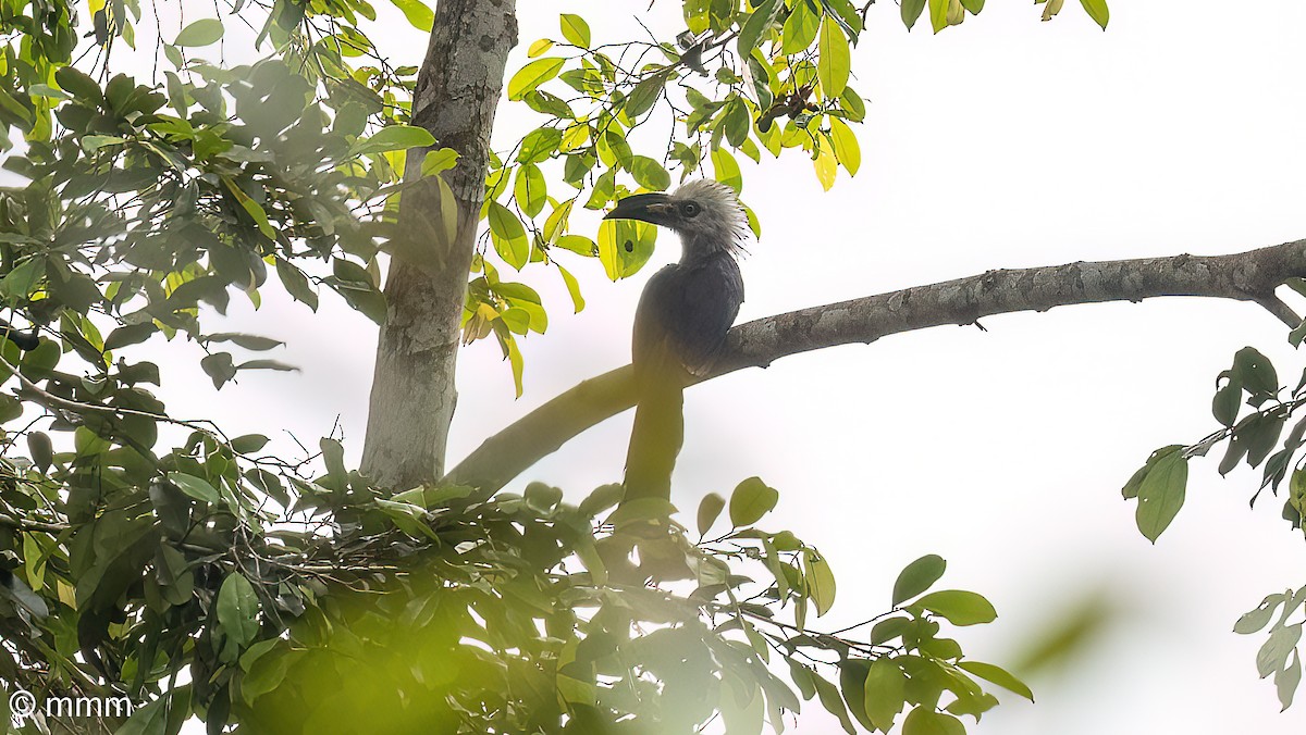 Western Long-tailed Hornbill - ML646958642