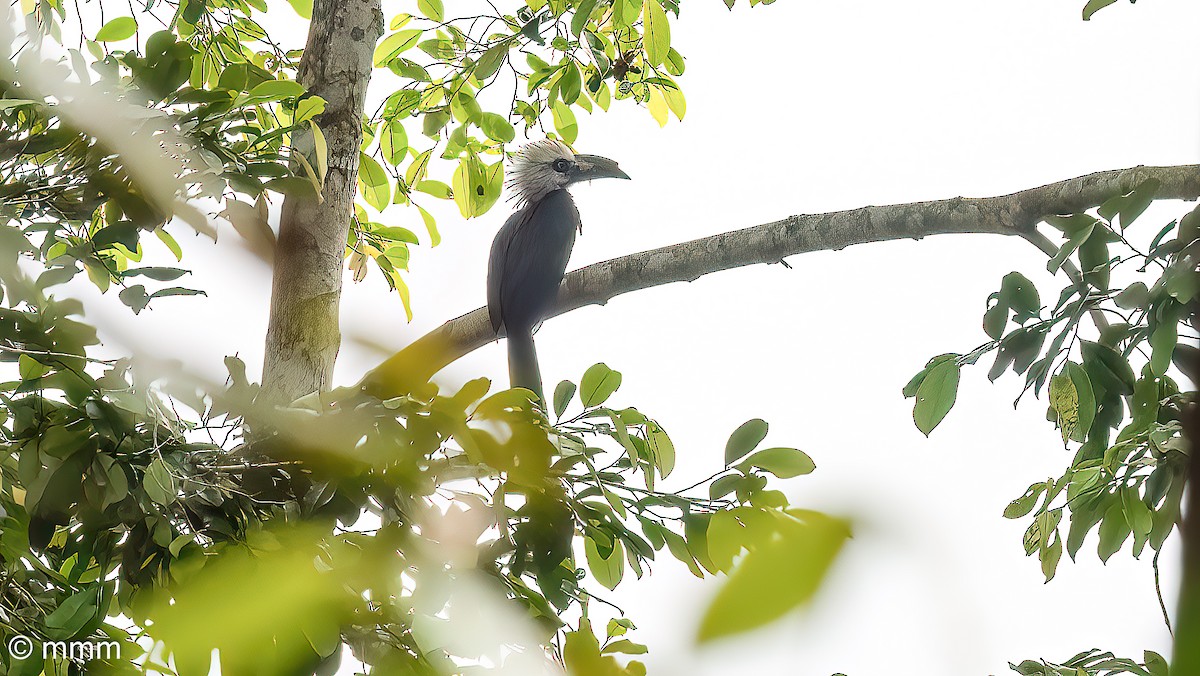 Western Long-tailed Hornbill - ML646958643