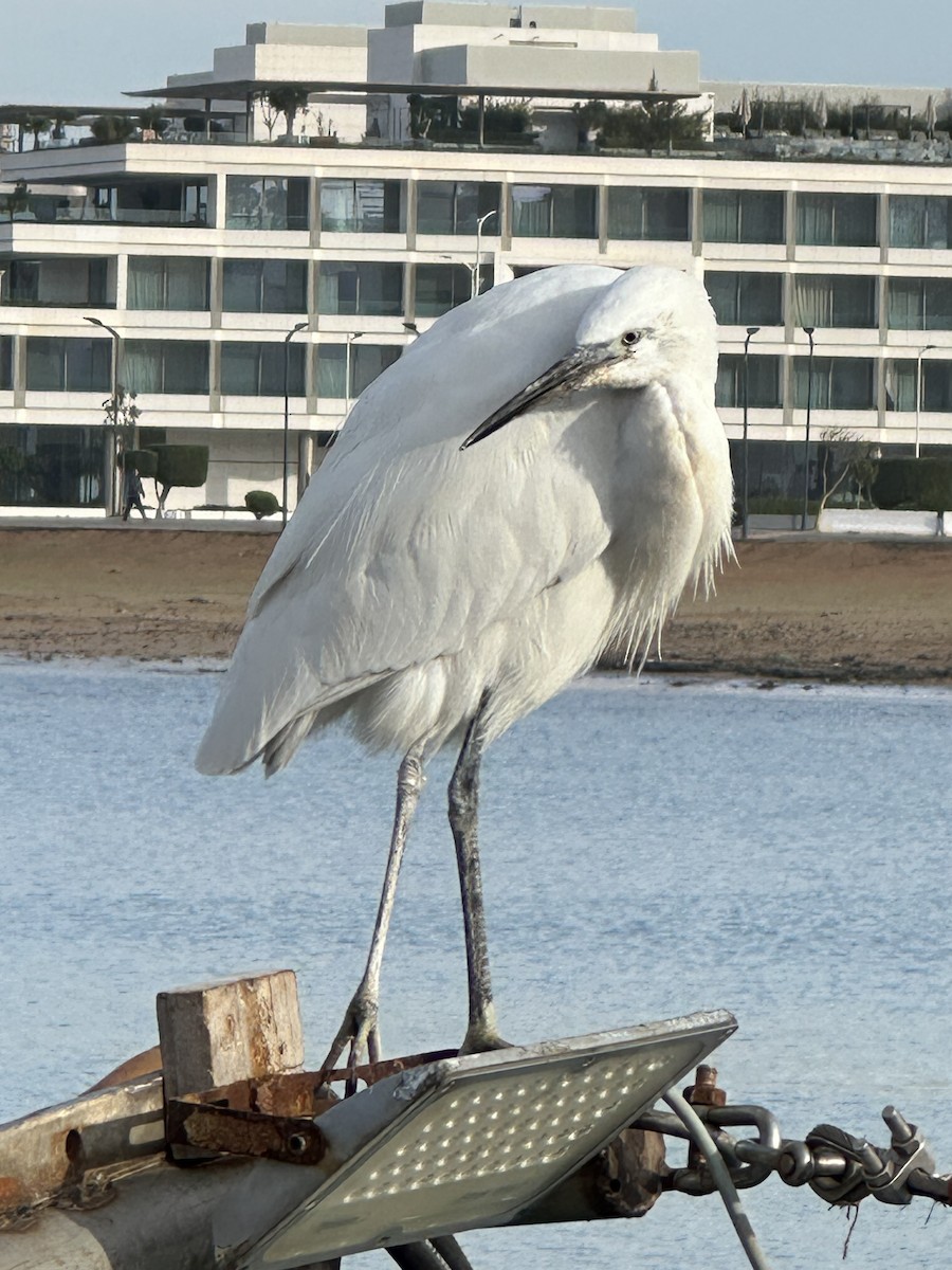 Seidenreiher - ML646958645