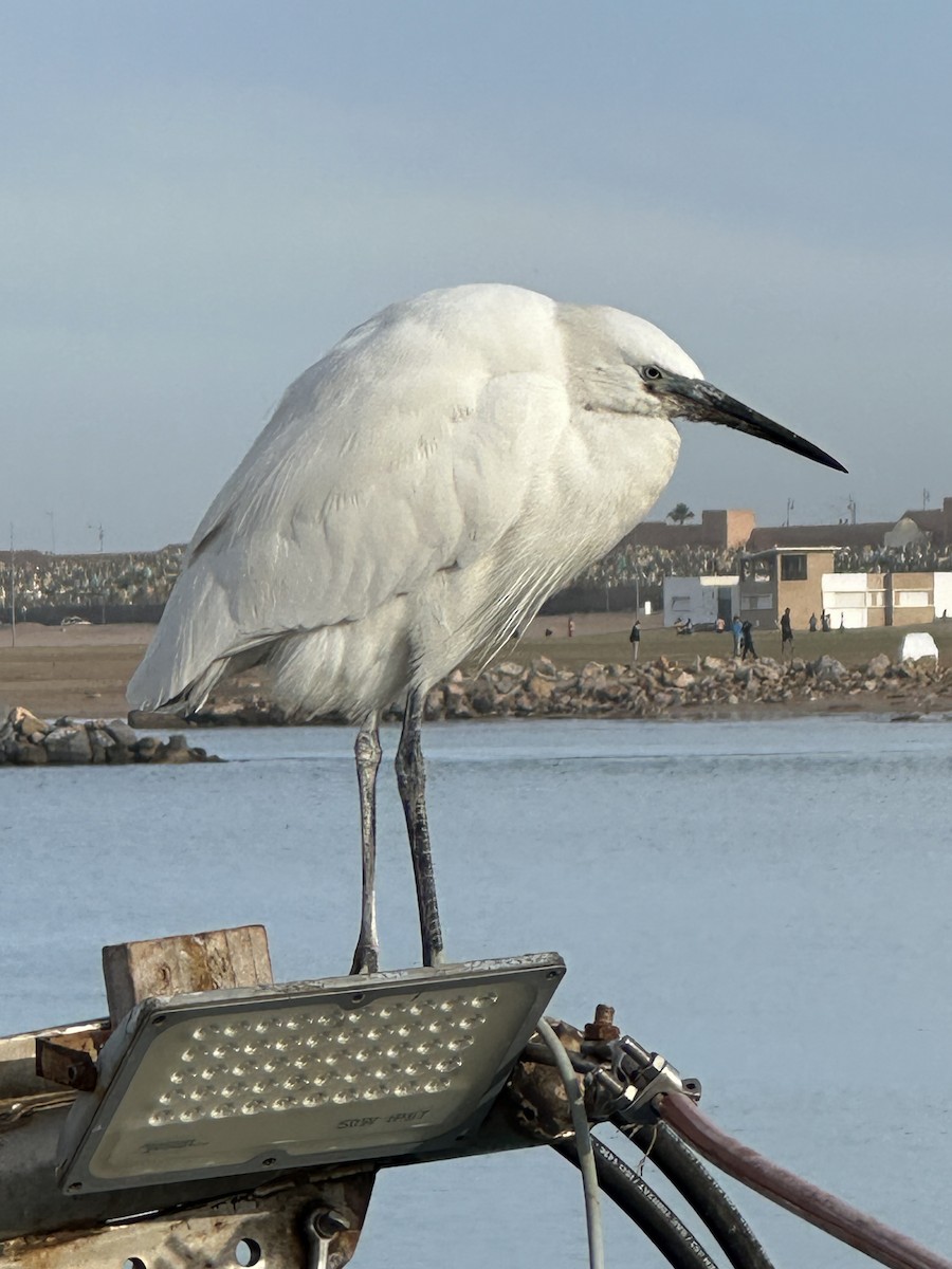 Seidenreiher - ML646958646