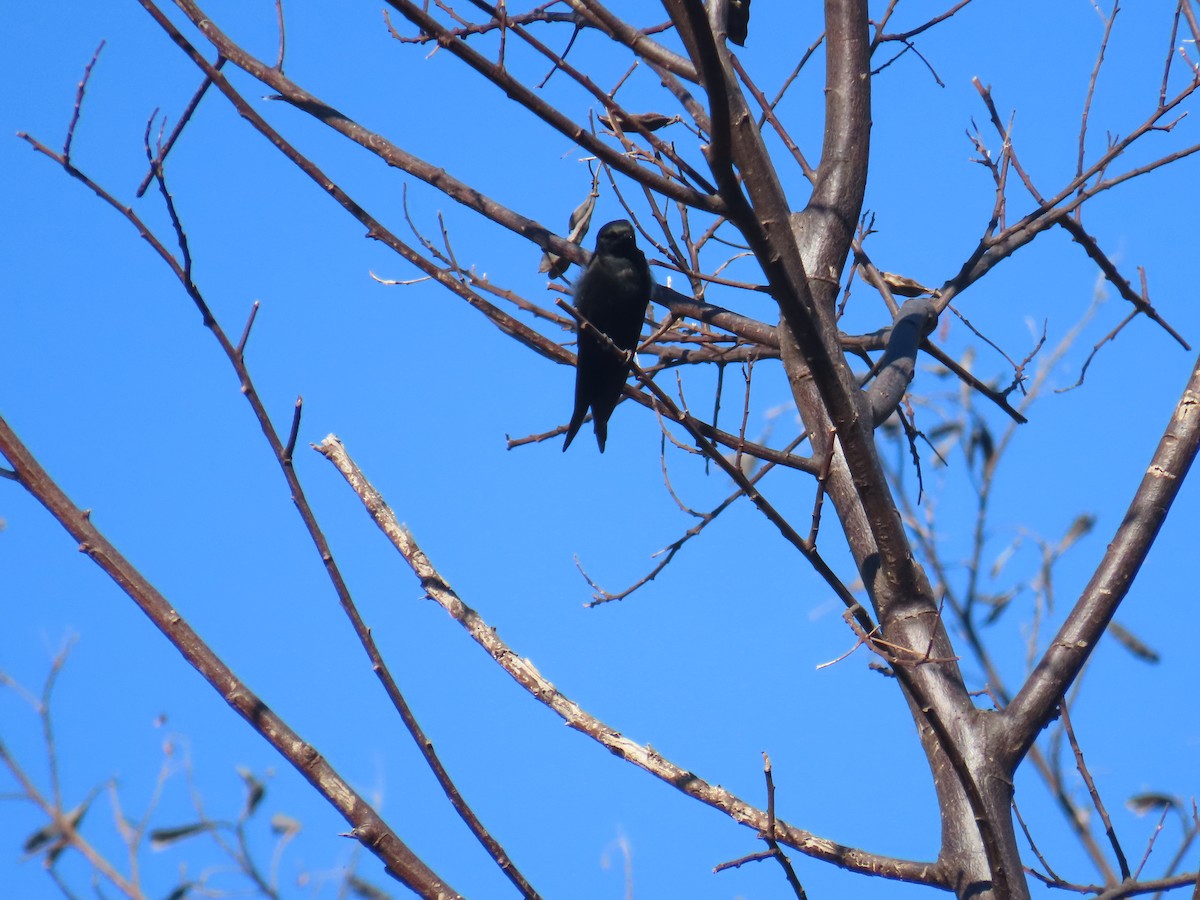 svartsagsvale - ML646958647