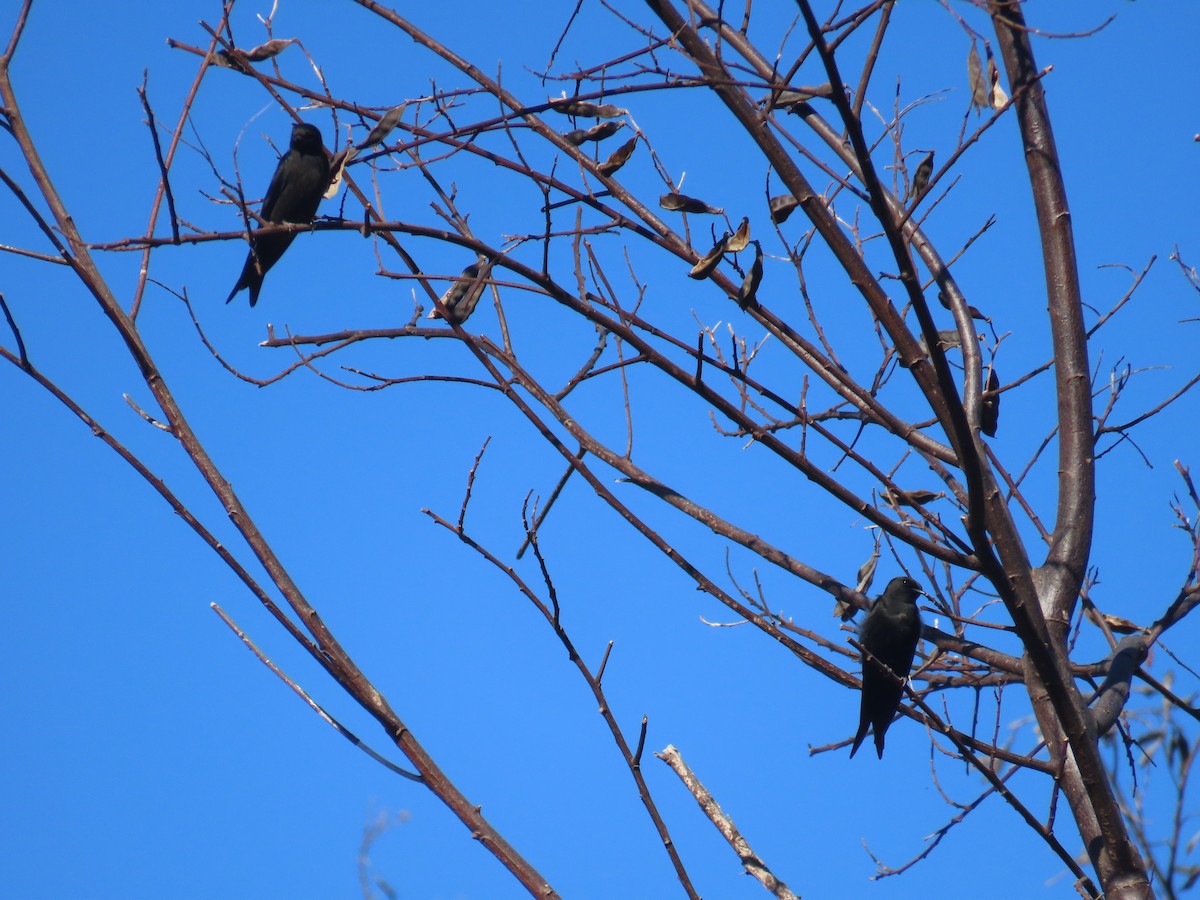 svartsagsvale - ML646958648