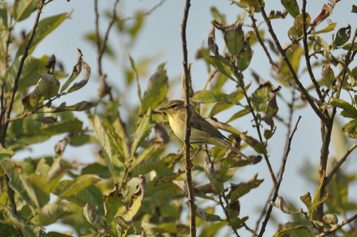 Willow Warbler - ML646958649