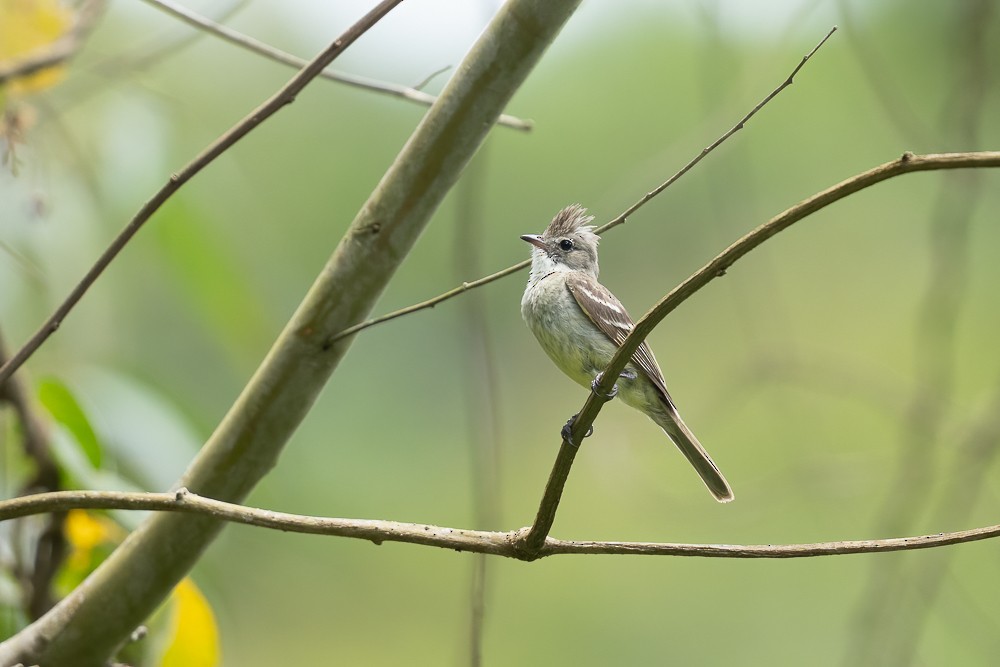 Yellow-bellied Elaenia - ML646958653