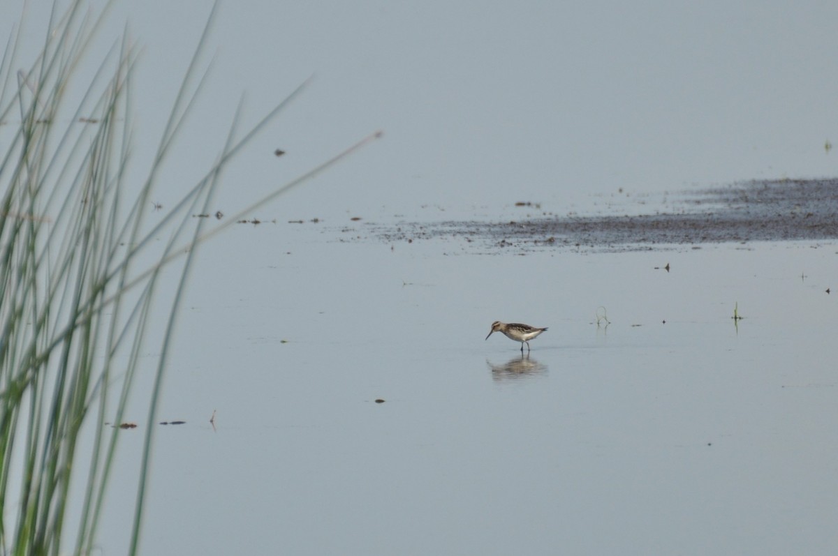 Broad-billed Sandpiper - ML646958655