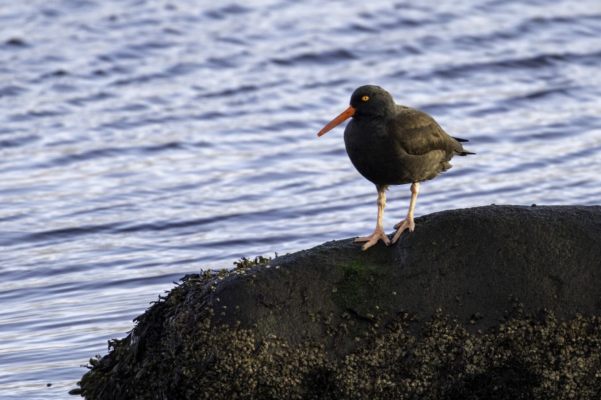 Black Oystercatcher - ML646958656