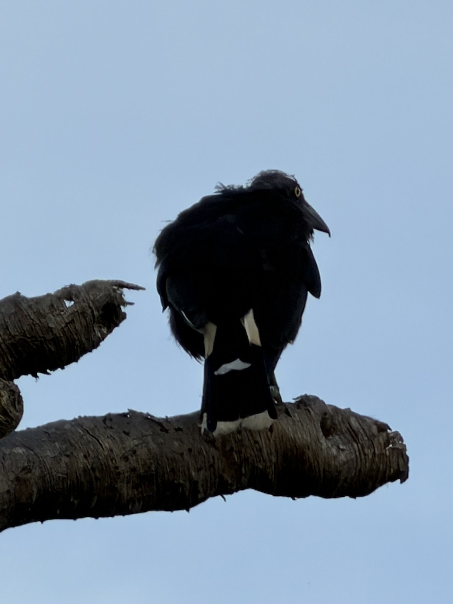 Пегий куравонг - ML646958657