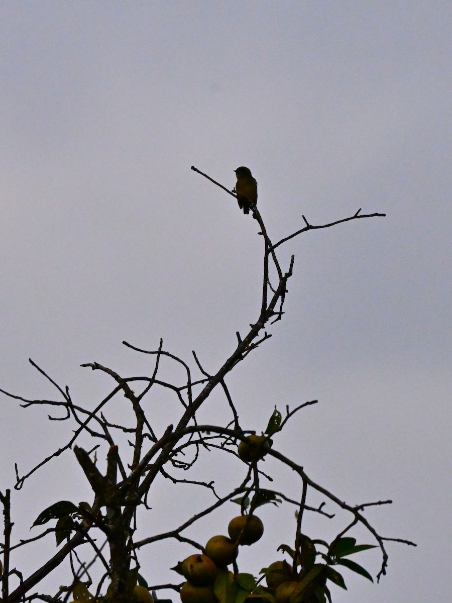 Fire-breasted Flowerpecker - ML646958658