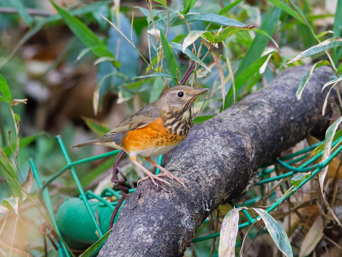 Merle à dos gris - ML646958667