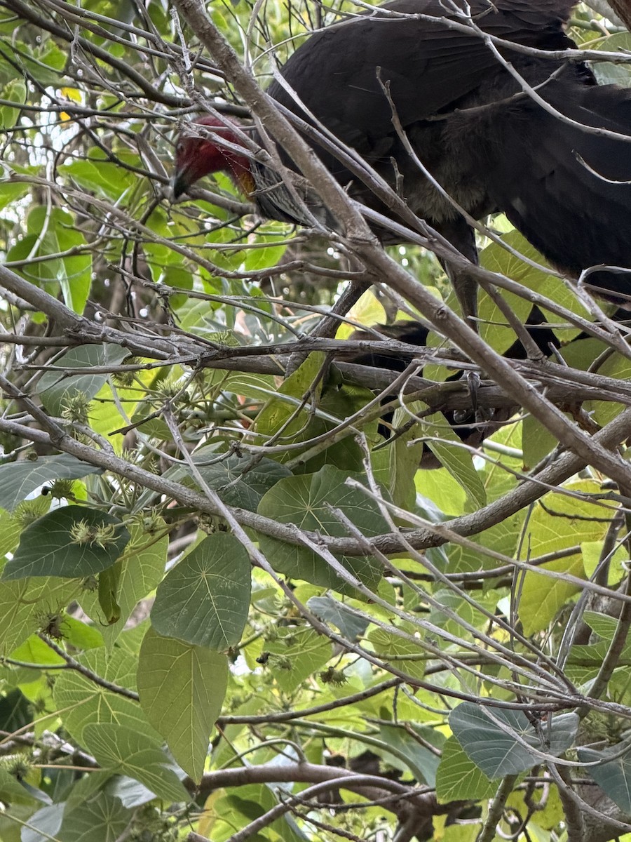 Австралийский курохвост - ML646958668