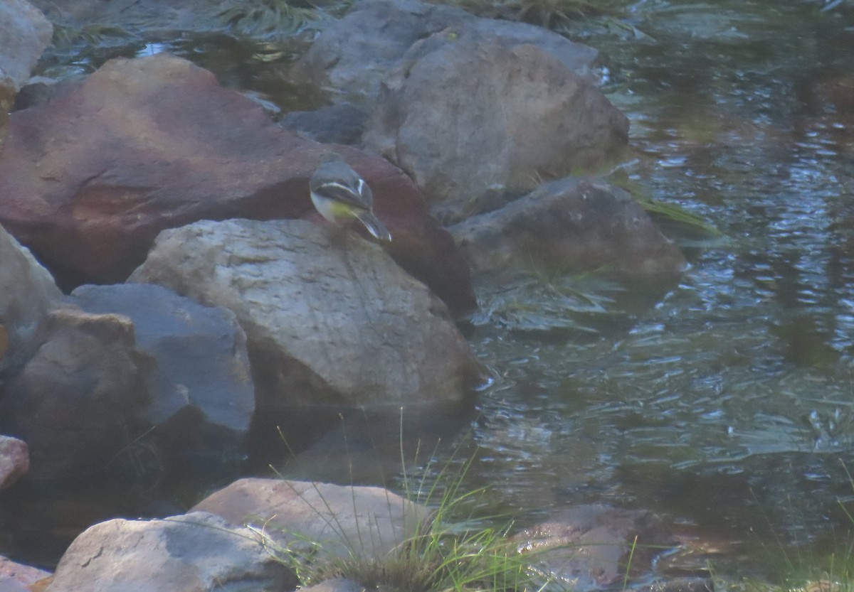 vintererle - ML646958669