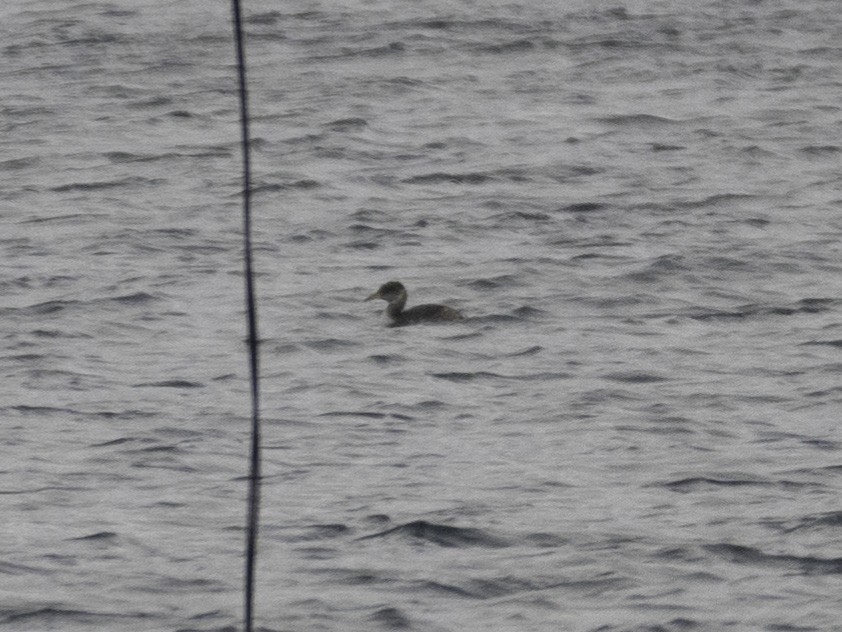 Red-necked Grebe - ML646958671