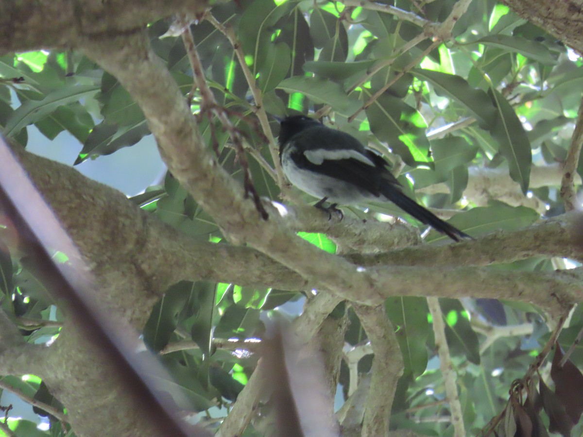 hvitvingemonark (cyanomelas/segregus) - ML646958675