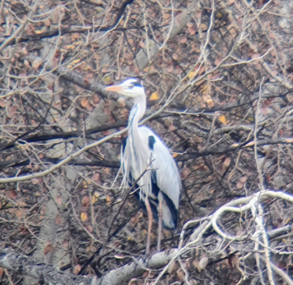 Airone cenerino - ML646958677