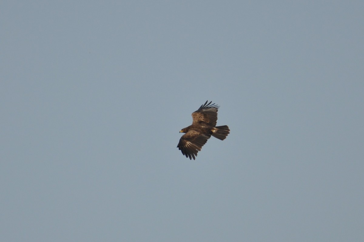 Lesser Spotted Eagle - ML646958680