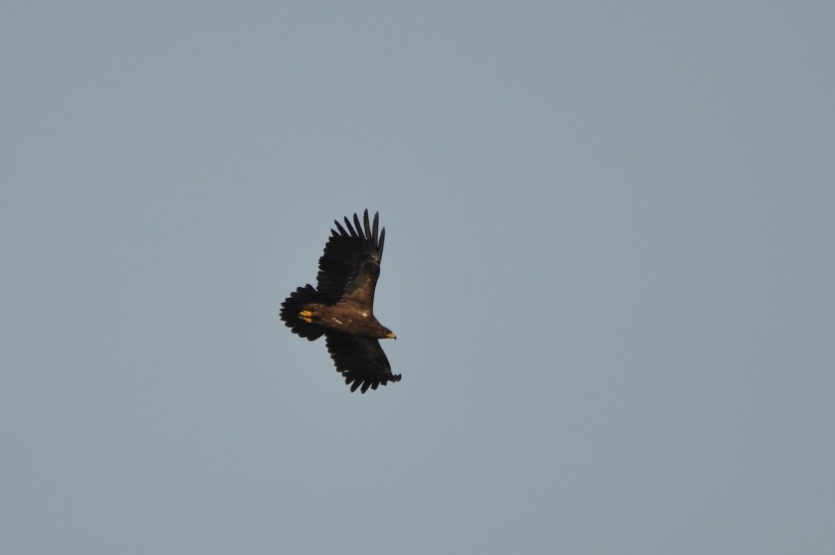 Lesser Spotted Eagle - ML646958682