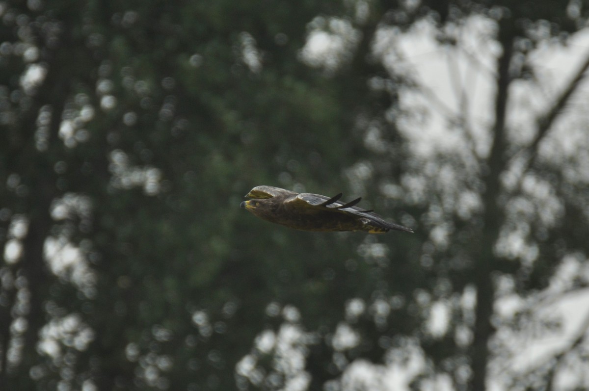 Lesser Spotted Eagle - ML646958684