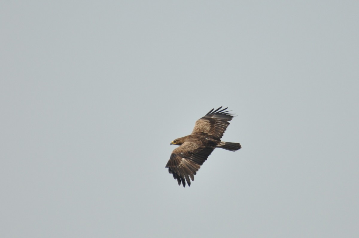 Lesser Spotted Eagle - ML646958686